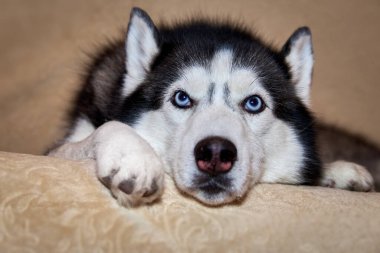 Kanepede yatan Sibirya köpeği portresi. Ön görünüm.