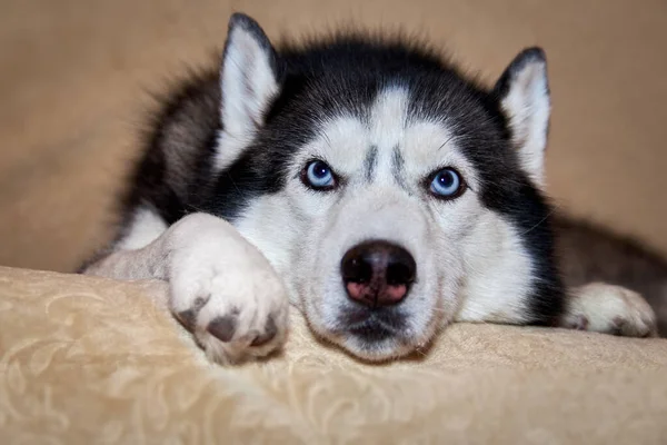 Retrato Perro Husky Siberiano Acostado Sofá Vista Frontal —  Fotos de Stock