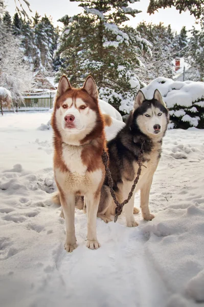 两只西伯利亚哈士奇犬在冬季雪地公园散步 — 图库照片