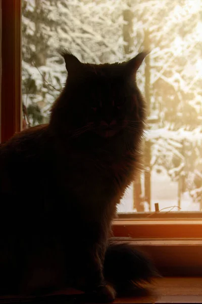 Sylwetka Duży Kot Siedzi Parapecie Tle Zimowego Słonecznego Krajobrazu — Zdjęcie stockowe