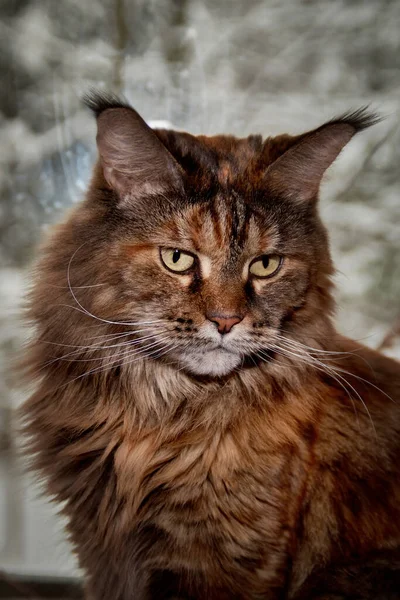 Kedi Maine Rakunu Dev Kedi Kışın Manzaralı Pencerenin Kenarında Oturur — Stok fotoğraf