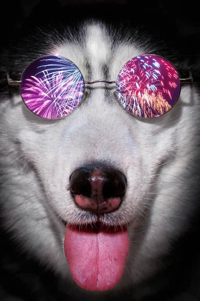 Husky dog with round glasses. Reflection of bright flashes in the glasses, festive salute. — Stock Photo, Image