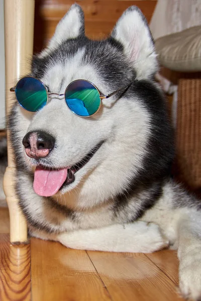 Happy dog smiles lying under the table. Husky dog in round glasses — Foto Stock