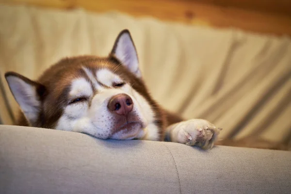 Sweet red dog sleeps on the couch