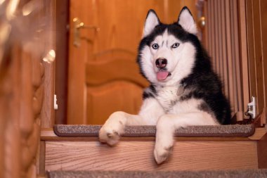 Mutlu gülümseyen köpek. Husky köpek evdeki ahşap bir merdivende yatar ve kameraya bakar..