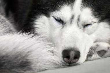 Husky köpeği kanepede kıvrılarak uyuyor, yakın plan, ön görüş..