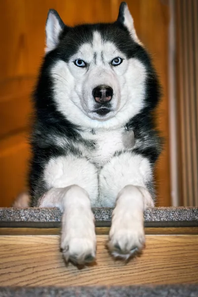 Husky Σκυλί Βρίσκεται Μια Ξύλινη Σκάλα Στο Σπίτι Και Κοιτάζει — Φωτογραφία Αρχείου