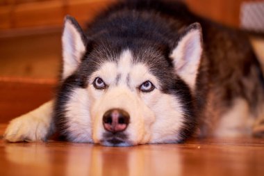 Sibirya köpeği ahşap zeminde yatıyor..