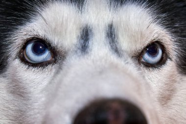 İri köpeğin gözlerine yaklaş..
