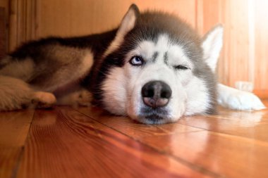 Sibirya köpeği evde dinleniyor, yakın plan güneşli portre.
