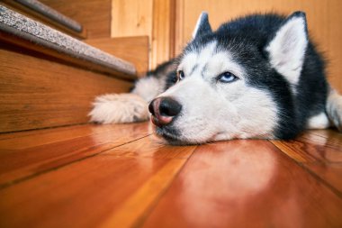 Yaşam tarzı tasarımı için ahşap arka planda bekleyen iri yapılı bir köpeğin güzel portresi. Sevimli hayvan.