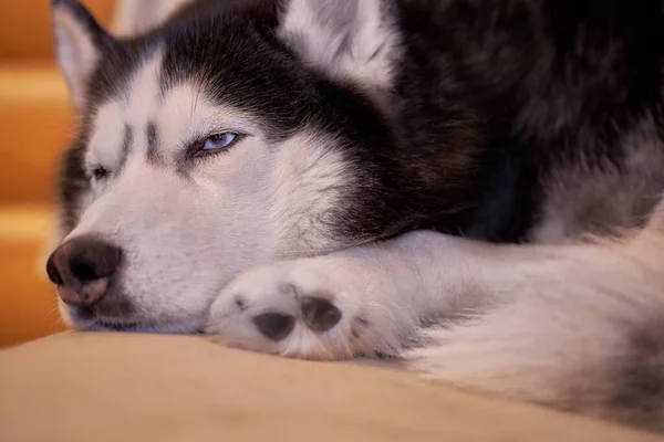 Husky dog sleeps curled up on the couch, close-up.