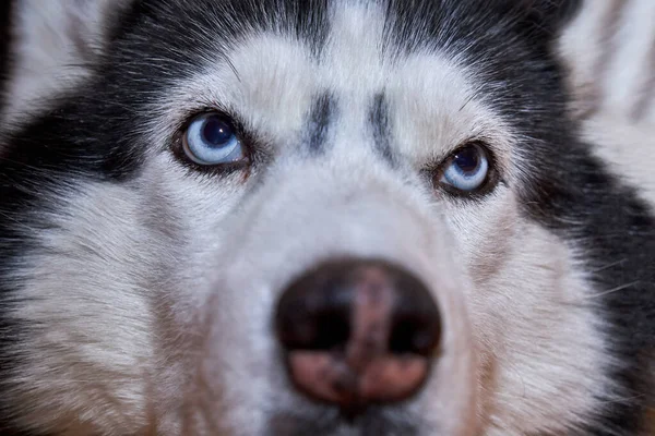 Primer Plano Los Ojos Del Perro Husky —  Fotos de Stock