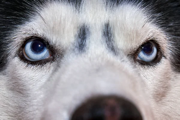 Primer Plano Los Ojos Del Perro Husky —  Fotos de Stock