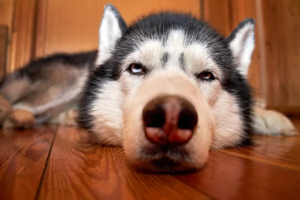 Chien Husky Sibérien Reposant Intérieur Portrait Rapproché — Photo