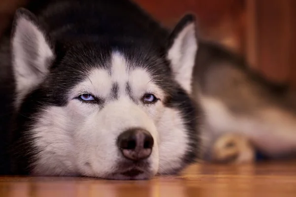 Schöne Porträt sibirischen Husky Hund auf dem Holzboden liegend. Liebenswertes Haustier. — Stockfoto