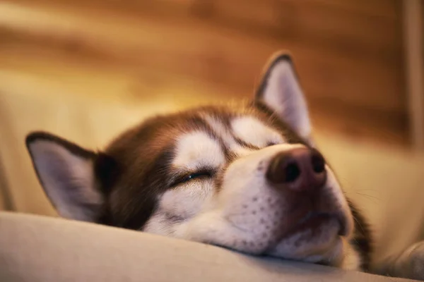 Sweet Husky chien dort sur le canapé — Photo