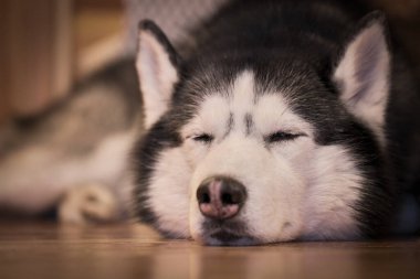 Sibirya köpeği tatlı tatlı yerde uyuyor.