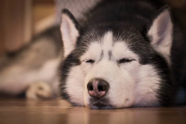 Sibirischer Husky-Hund schläft zu Hause auf dem Fußboden — Stockfoto