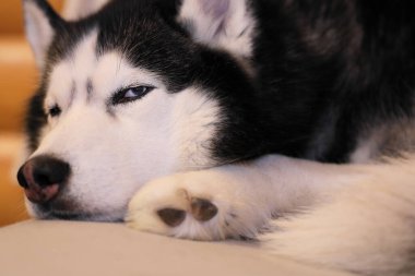 Husky köpeği kanepede kıvrılıp uyuyor, yakın plan..