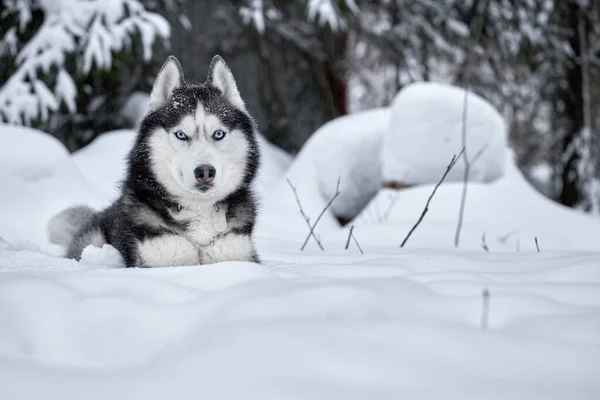 Husky Hund liegt im Schnee im Winter verschneiten Wald. Porträt, Frontansicht. — Stockfoto