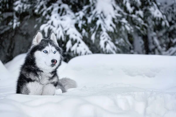 Hund av ras sibirisk husky. Husky hund i vinterskogen. — Stockfoto