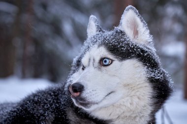 Köpek yavrusu Sibirya Husky 'si kış ormanlarında yürüyor