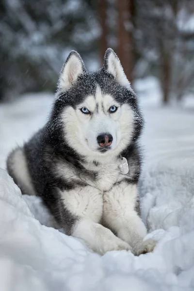 Όμορφο πορτρέτο Siberian Husky σκυλί στο δάσος του χειμώνα — Φωτογραφία Αρχείου