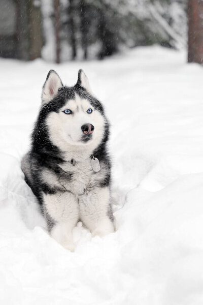 Siberian husky dog lies on the snow.