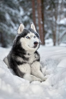 Karda yatan iri kıyım köpek. Kış ormanlarında mavi gözlü Sibirya kurdu..