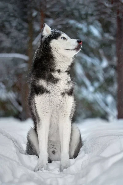 Perro Husky siberiano, lindo lobo en el bosque de invierno. — Foto de Stock