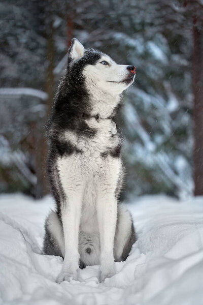Husky dog wolf in winter forest