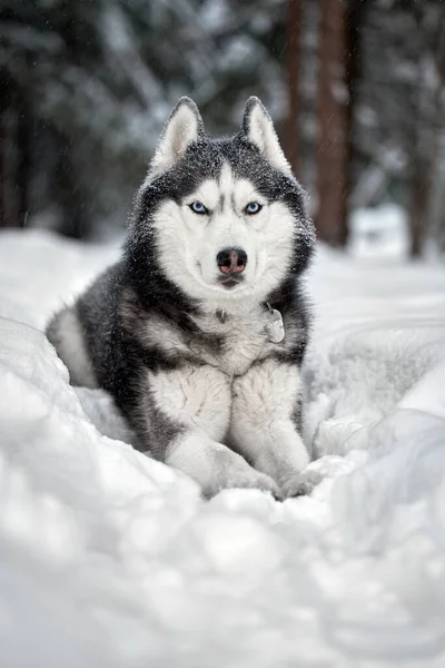 Sibirien Husky hund i vinterskogen på snö — Stockfoto