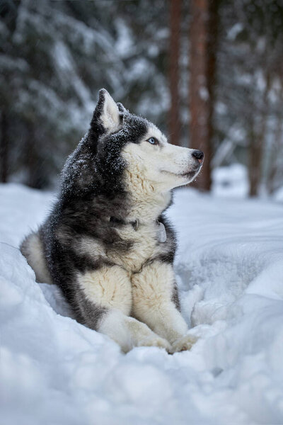 Portrait magnificent Siberian husky dog with blue eyes. Husky dog in winter forest lies on the snow and looks up