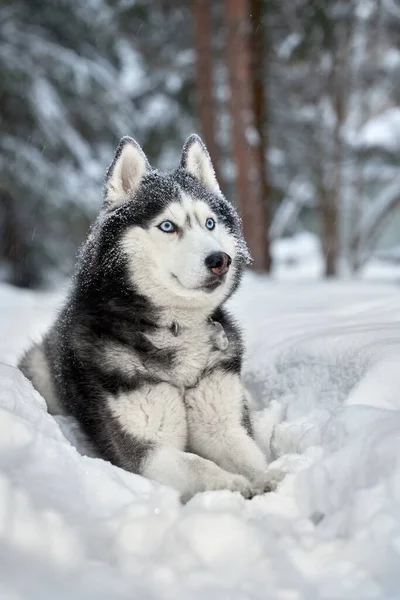 Cão Husky deitado na neve. Husky siberiano com olhos azuis na floresta de inverno. — Fotografia de Stock