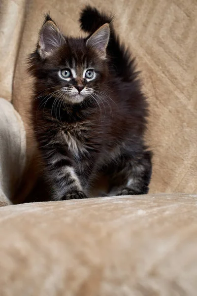 Mały kociak z Maine Coon gra. Portret kotka z frędzlami na uszach — Zdjęcie stockowe