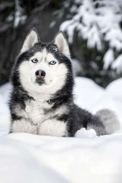 Husky Hund liegt im Schnee. Sibirischer Husky mit blauen Augen im Winterwald. — Stockfoto