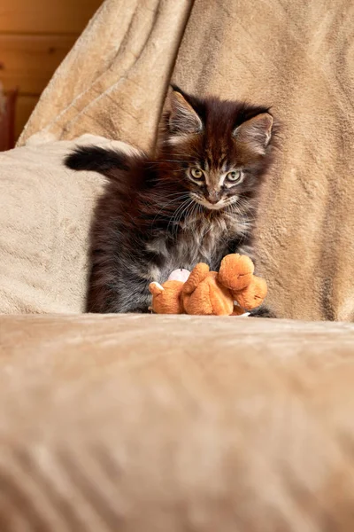 Pequeño lindo Maine Coon gatito está jugando — Foto de Stock