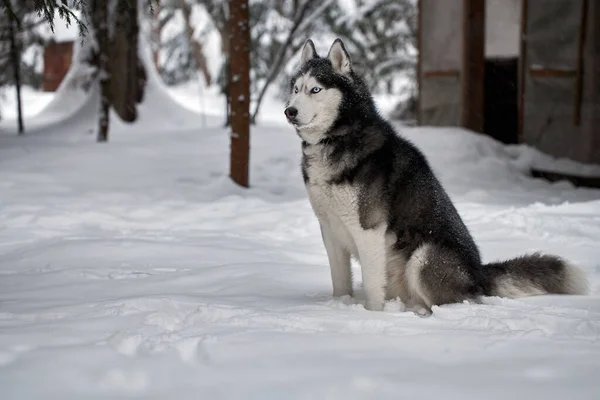 Siberische husky hond in de tuin in de winter dag — Stockfoto