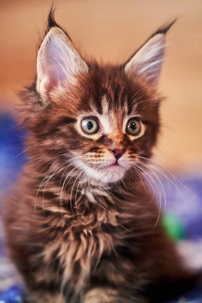 Portret Małego Kotka Rasy Maine Coon Miesiąca Portret Kotka Frędzlami — Zdjęcie stockowe