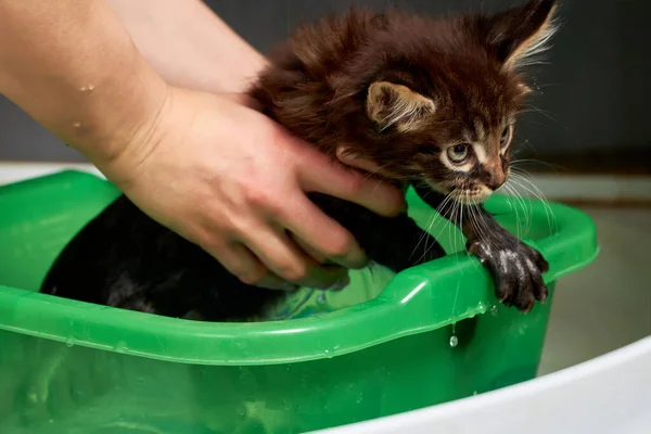 Маленький Котенок Вымыт Раковине Руки Держат Нежного Котенка — стоковое фото