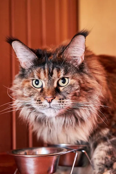 Maine Coon Gato Come Tazón Metal Retrato Gato Tazón Comida — Foto de Stock