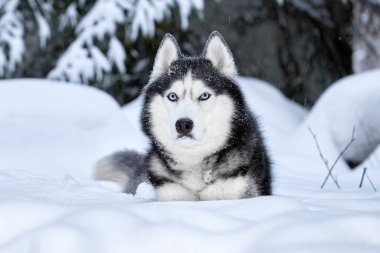 Kış ormandaki güzel Sibirya Husky köpek.