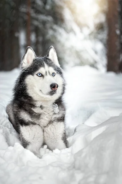 Siberian Husky Dog Lies Snow — Stock Photo, Image