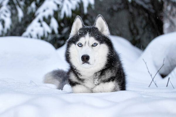 Beautiful Siberian Husky dog in winter forest.