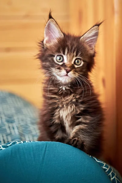 Portret Małego Kotka Maine Coon Frędzlami Uszach — Zdjęcie stockowe