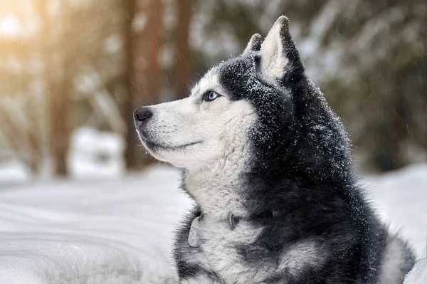 Retrato Magnífico Perro Husky Siberiano Con Ojos Azules Husky Perro —  Fotos de Stock