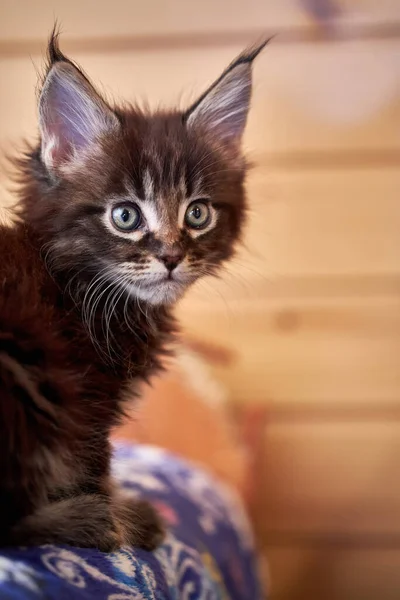 Portret Małego Kotka Rasy Maine Coon Miesiąca — Zdjęcie stockowe