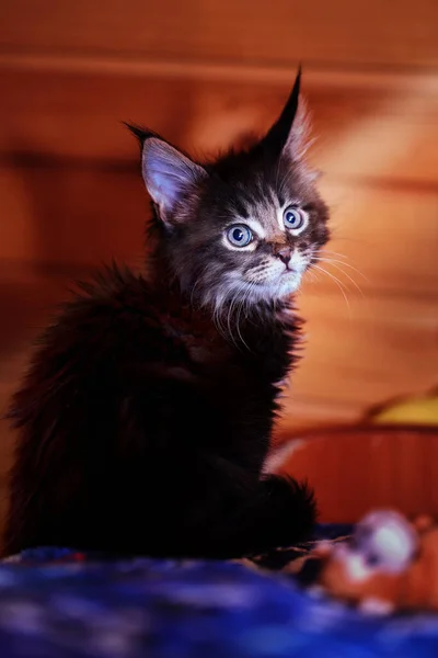 Kulaklarında Püskülleri Olan Yavru Kedi Resmi Yakın Plan — Stok fotoğraf