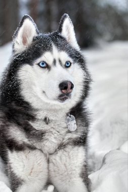 Sibirya Husky köpeği, kışın ormanda tatlı kurt, yakın plan..